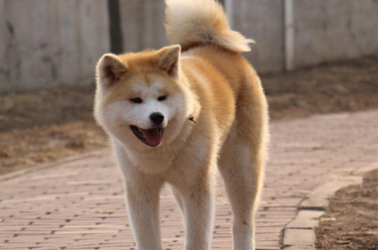 养秋田的禁忌，秋田犬有野性不能封闭饲养
