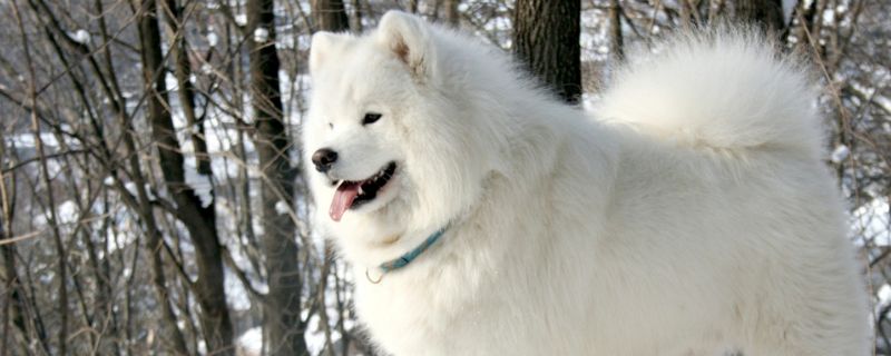 狗能吃橙子吗