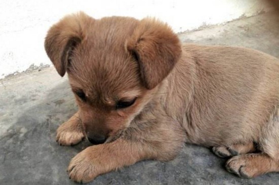 土狗认主的表现