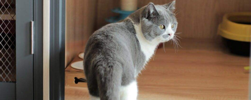 养猫对人的危害