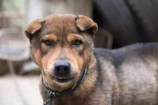 中华田园犬咬人征兆，龇牙咧嘴地冲你大叫