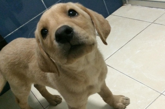 幼犬身上白色芝麻虫子