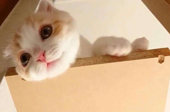 猫咪多大打疫苗