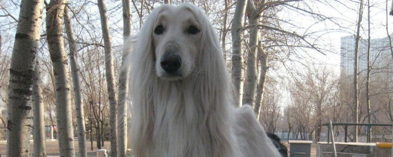 阿富汗猎犬有攻击性吗