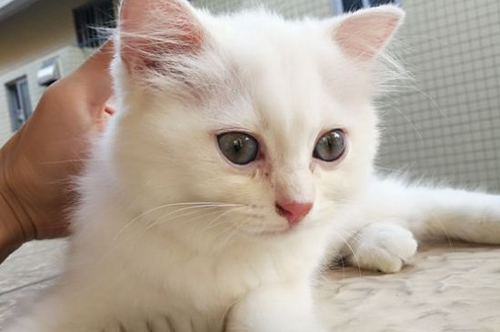 猫粪便堵在肛门口