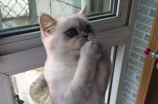 猫体外驱虫多久可以舔