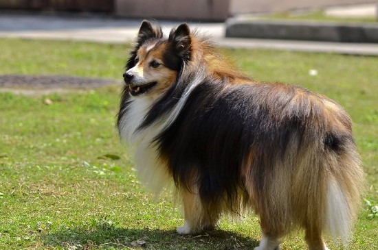 男生适合养什么小型犬