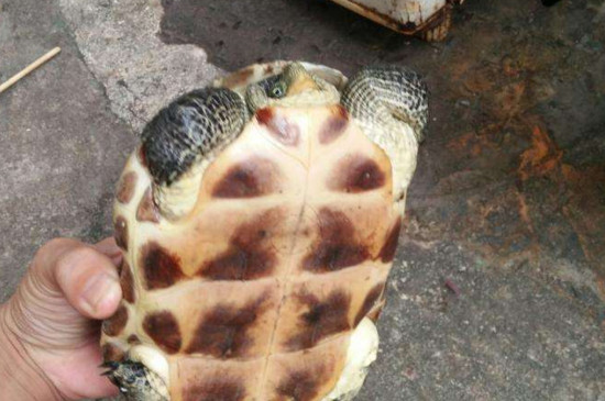 草龟干养多久补一次水
