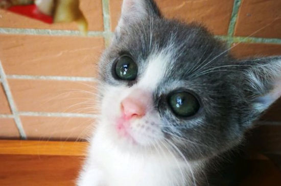 刚刚开始养猫就后悔了怎么办