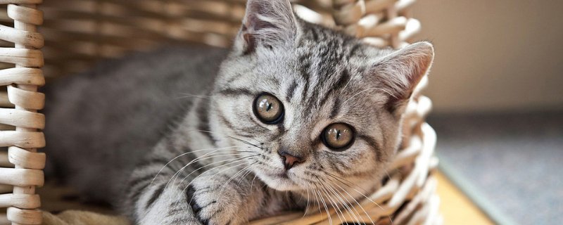 猫吐透明粘稠液体