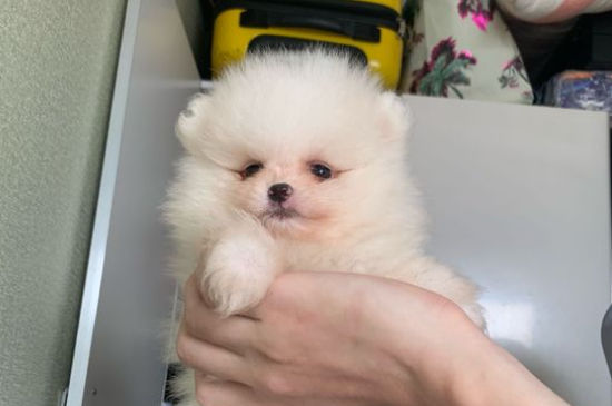 博美犬食谱