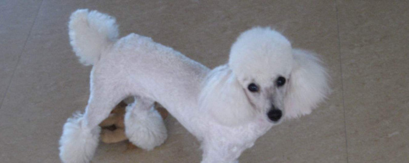 可爱小型犬有哪些品种