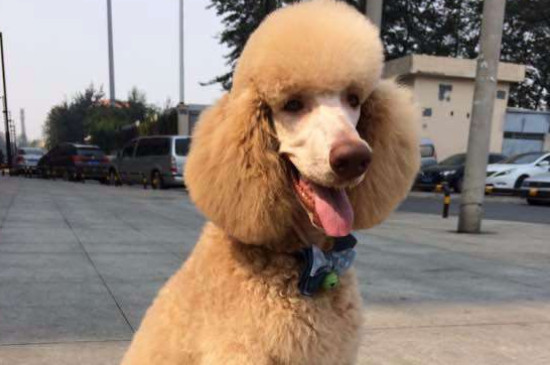 巨贵的缺点