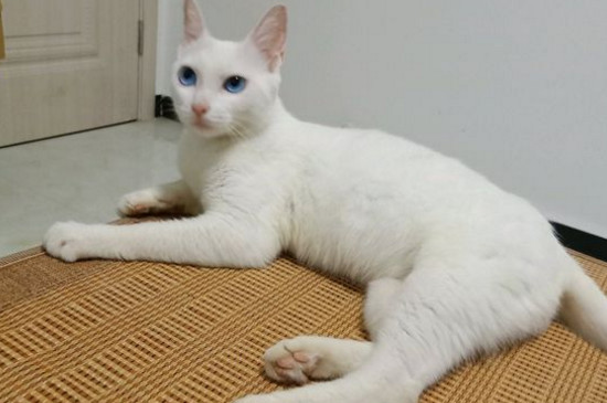猫咪嗓子哑了叫不出声