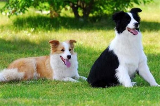 英国名犬有哪些