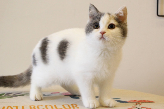 猫咪眼睛流泪有分泌物