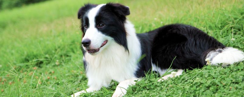 什么中型犬适合家养