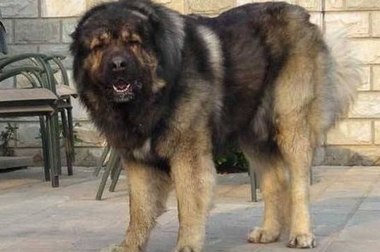 高加索犬十个不养理由