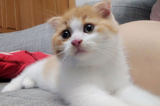 怎么看出折耳猫发病了
