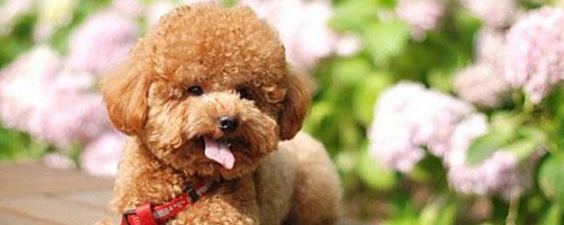 狗狗不吃不喝还吐黄水