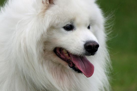 萨摩耶幼犬吃多少狗粮，每天吃体重4%左右的狗粮