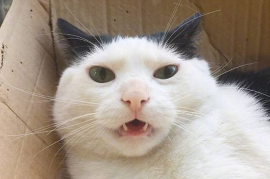 猫咪鼻子不通气怎么办