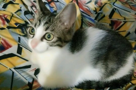 猫一吃猫粮卡喉咙
