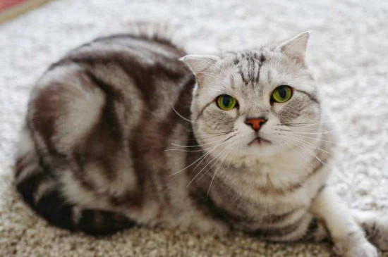 为什么养猫