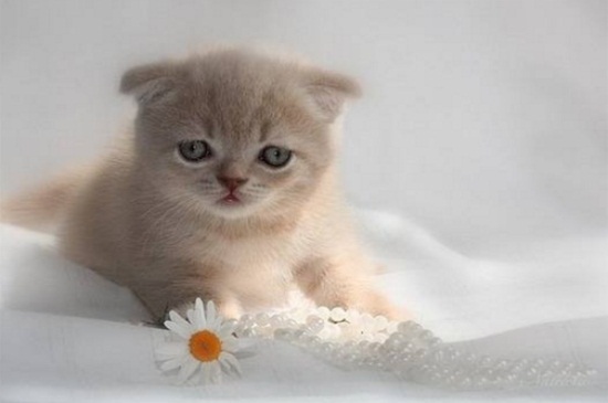 猫会撑死吗