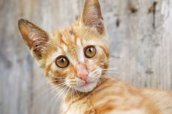 猫故意把大便拉在外面