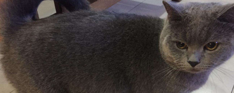 猫耳朵上长癣毛掉了