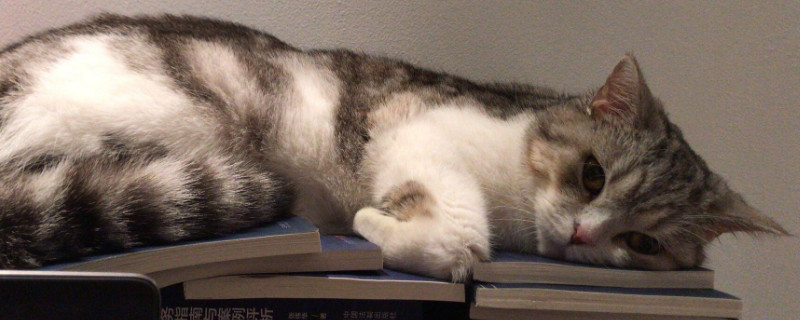 促进猫食欲的药，猫吃什么能增加食欲