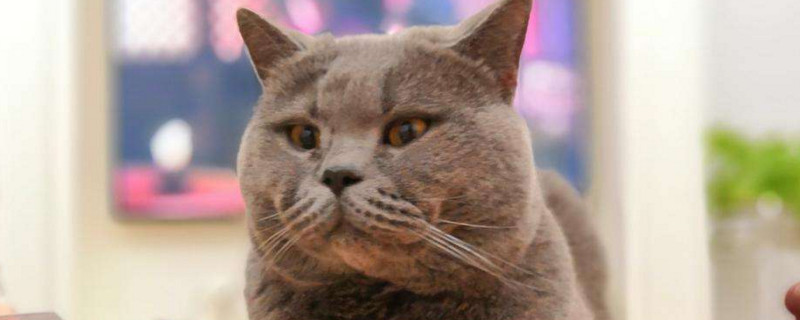 猫咳嗽但是一切正常