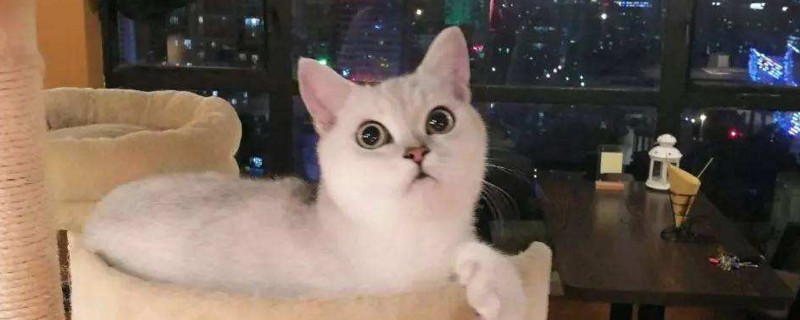 家里没人猫咪怎么处理