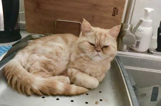16磅猫粮可以吃多久