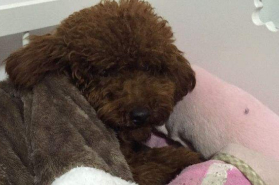 狗狗受凉会呕吐吗