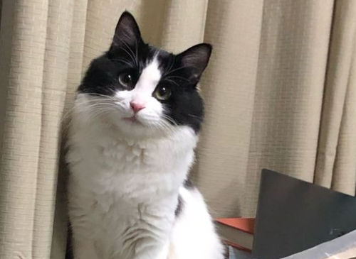 猫咪送走了它会想我吗