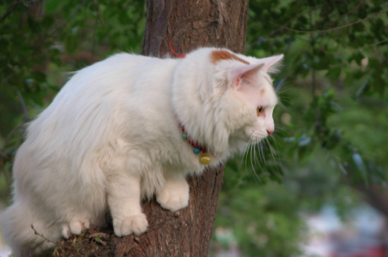 土耳其梵猫吃什么