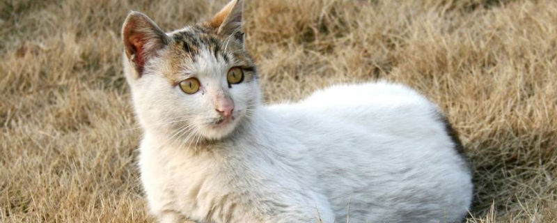 猫惊吓过度会导致什么