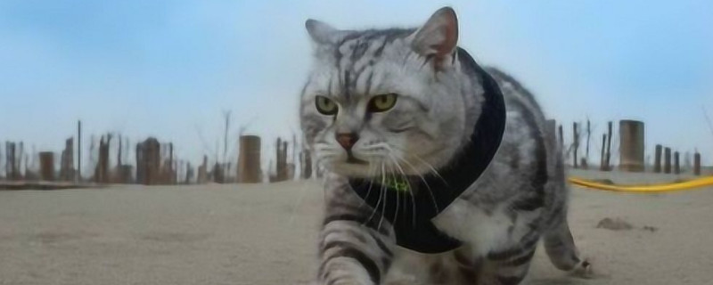 猫的后腿无力走路摇晃