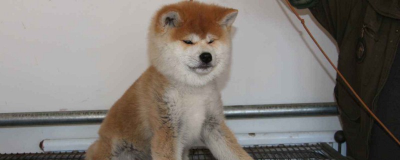秋田犬喜欢主人的表现