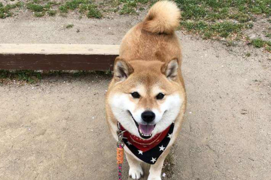 柴犬走丢了会回家吗