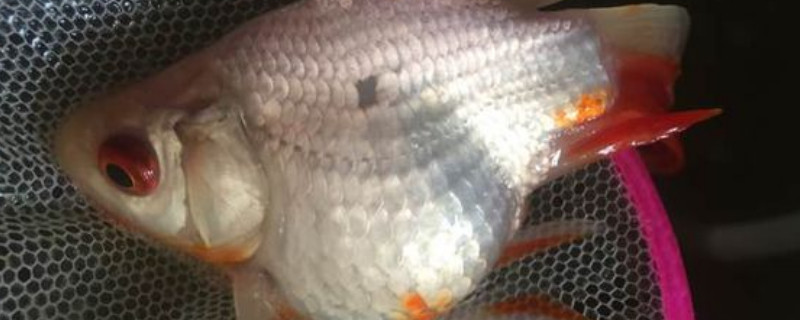 小金鱼肚子鼓鼓的