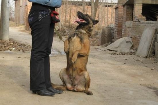 马犬流鼻涕治疗方法，喂消炎药保持通风环境以免病情加重