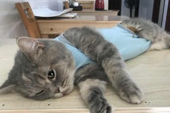 母猫奶水不足表现