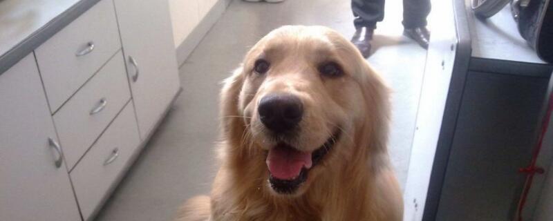 导盲犬是什么狗