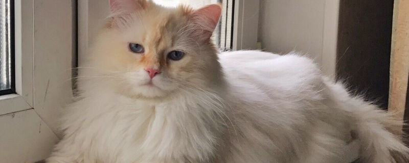 西伯利亚森林猫优缺点
