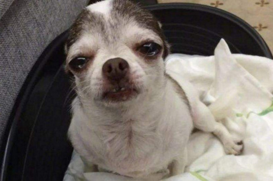 幼犬受凉的症状
