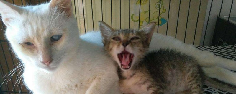 母猫涨奶怎么办