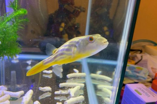 狗头鱼和河豚鱼区别